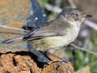 Foto de Acantiza Sencilla (Acanthiza inornata)