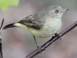 Foto de Acantiza Reguloide (Acanthiza reguloides)