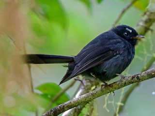 Foto de Abanico Negro (Rhipidura atra)