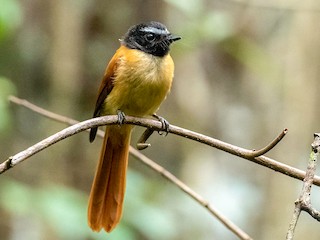 Foto de Abanico Rojinegro (Rhipidura nigrocinnamomea)