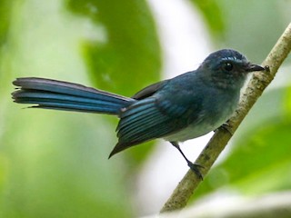 Foto de Abanico Azul de Mindanao (Rhipidura superciliaris)