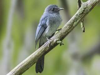 Foto de Abanico Azul de las Bisayas (Rhipidura samarensis)