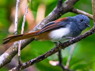 Foto de Abanico Cabeciazul de las Bisayas (Rhipidura albiventris)