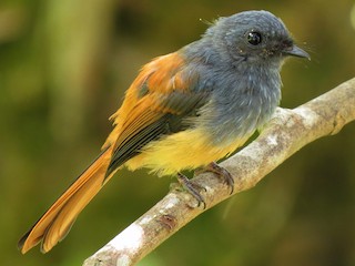 Foto de Abanico Cabeciazul de Luzón (Rhipidura cyaniceps)