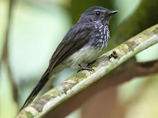 Foto de Abanico Perlado (Rhipidura perlata)