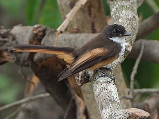 Foto de Abanico Colicanela (Rhipidura fuscorufa)