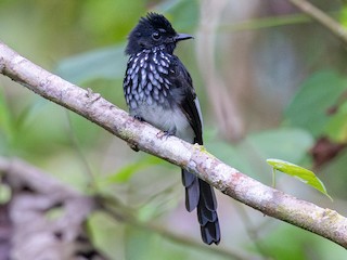 Foto de Abanico de Cockerell (Rhipidura cockerelli)