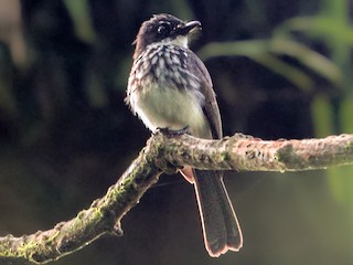 Foto de Abanico de Coultas (Rhipidura coultasi)