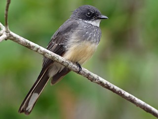 Foto de Abanico Norteño (Rhipidura rufiventris)