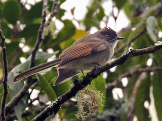 Foto de Abanico Cabecipardo (Rhipidura diluta)
