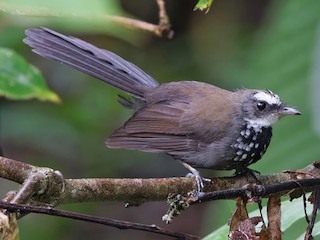 Foto de Abanico del Matorral (Rhipidura threnothorax)