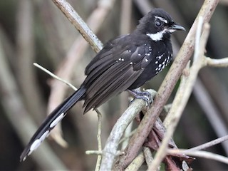 Foto de Abanico Colipinto (Rhipidura maculipectus)