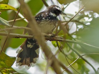Foto de Abanico Pechiblanco (Rhipidura leucothorax)