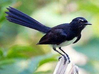 Foto de Abanico Lavandera (Rhipidura leucophrys)