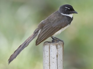 Foto de Abanico Pío de la Sonda (Rhipidura javanica)