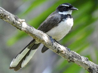Foto de Abanico Pío de Filipinas (Rhipidura nigritorquis)