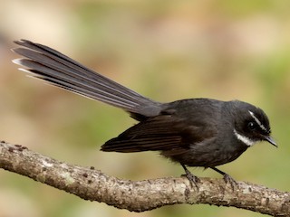 Foto de Abanico Gorjiblanco (Rhipidura albicollis)