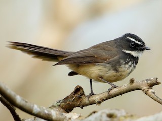 Foto de Abanico Pechipinto (Rhipidura albogularis)