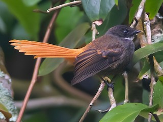 Foto de Abanico Colirrojo (Rhipidura phoenicura)