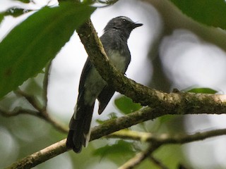 Foto de Abanico Ventriblanco (Rhipidura euryura)