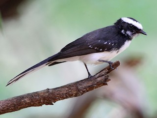 Foto de Abanico Cejiblanco (Rhipidura aureola)
