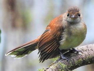 Foto de Abanico Dorsirrufo (Rhipidura rufidorsa)