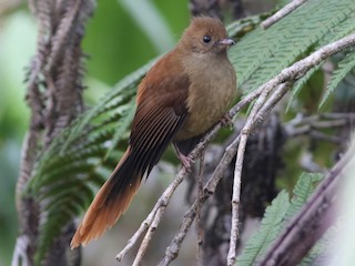 Foto de Abanico Dimorfo (Rhipidura brachyrhyncha)