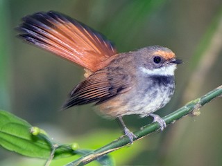 Foto de Abanico de Célebes (Rhipidura teysmanni)