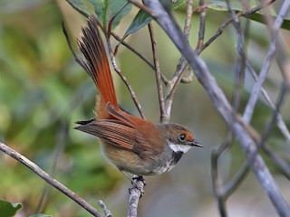 Foto de Abanico de Taliabu (Rhipidura sulaensis)