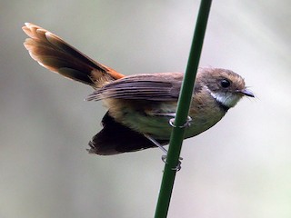 Foto de Abanico de Buru (Rhipidura superflua)