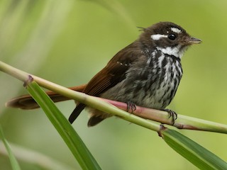 Foto de Abanico de Van Dedem (Rhipidura dedemi)