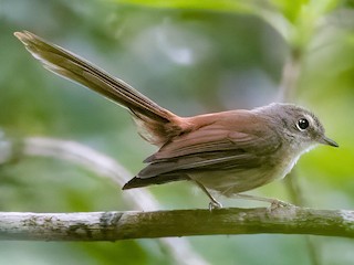 Foto de Abanico de las Tanimbar (Rhipidura opistherythra)