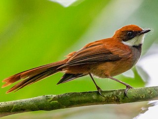 Foto de Abanico de las Palaos (Rhipidura lepida)