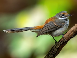 Foto de Abanico Semiacollarado (Rhipidura semicollaris)