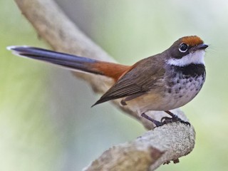 Foto de Abanico de Arafura (Rhipidura dryas)