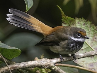 Foto de Abanico de las Molucas (Rhipidura torrida)