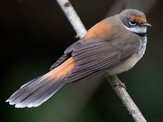 Foto de Abanico Rojizo (Rhipidura rufifrons)