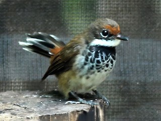 Foto de Abanico Coligrís (Rhipidura louisiadensis)