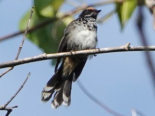 Foto de Abanico Frentiblanco (Rhipidura melanolaema)