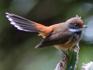 Foto de Abanico de Isla Yap (Rhipidura versicolor)
