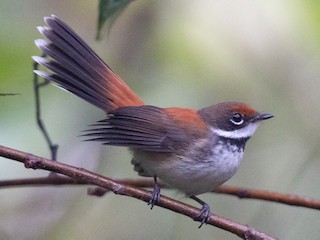Foto de Abanico de las Salomón (Rhipidura rufofronta)