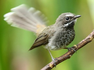 Foto de Abanico de Ponapé (Rhipidura kubaryi)