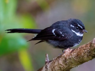Foto de Abanico Amistoso (Rhipidura albolimbata)