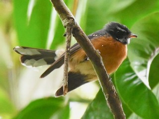 Foto de Abanico Ventrirrufo (Rhipidura hyperythra)