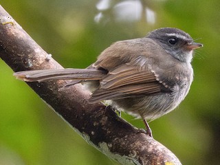 Foto de Abanico de Bougainville (Rhipidura drownei)