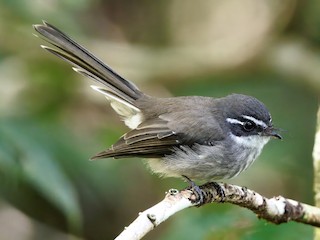 Foto de Abanico de Guadalcanal (Rhipidura ocularis)