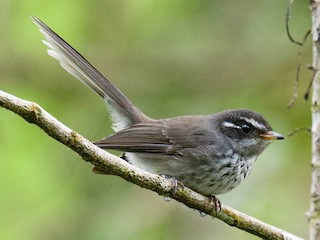 Foto de Abanico Moteado de Vanuatu (Rhipidura spilodera)
