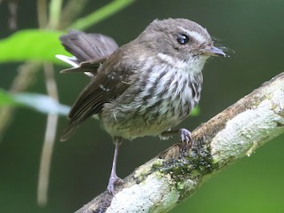 Foto de Abanico Moteado de Fiyi (Rhipidura layardi)