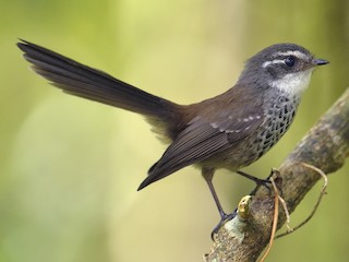 Foto de Abanico Moteado de Nueva Caledonia (Rhipidura verreauxi)