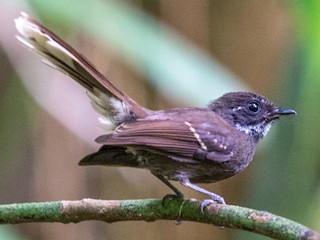 Foto de Abanico Sombrío (Rhipidura tenebrosa)